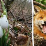 Iluzia optică îți va arăta care este IQ-ul tău: trebuie