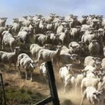 Un puzzle pentru cei cu vedere bună: trebuie să găsești